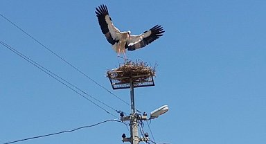Sazlı'da leylekler yeni yuvasına kavuştu