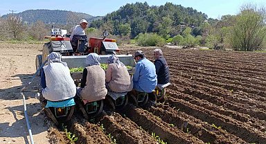 Selendi'de tarım işçisi yevmiyesi 1400 TL oldu