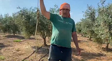 Serada karpuz toplarken yılanla burun buruna geldi