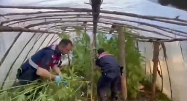 Serayı uyuşturucu tarlasına çevirmiş