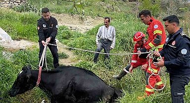 Seydikemer'de mahsur kalan inek itfaiye ekipleri tarafından kurtarıldı