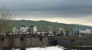 Siirt'te araçlar sel sularında kayboldu, onlarca hayvan telef oldu