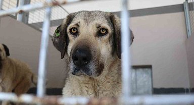 Şikayetler 100'den 20'ye indi: Başiskele'de sokak hayvanı şikayetleri büyük oranda düştü