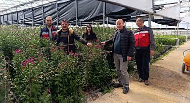 Simav'daki seralarda domatese alternatif kesme çiçek üretimi