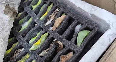 Sınır kapısında tropikal kelebek pupası ele geçirildi