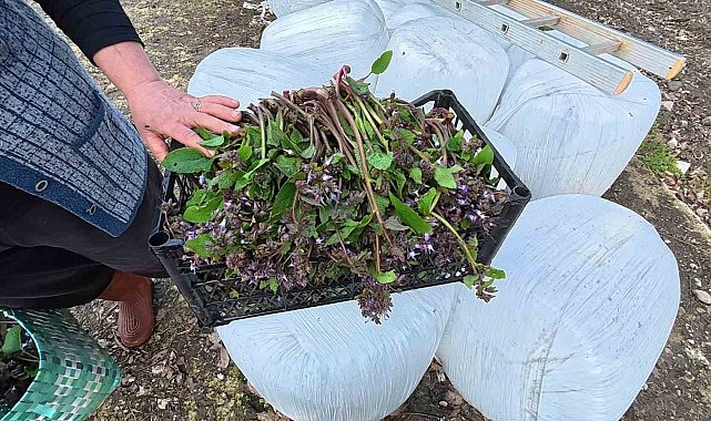 Sinop'ta bahar aylarının lezzeti: Zılbıt pazarlarda ilgi görüyor