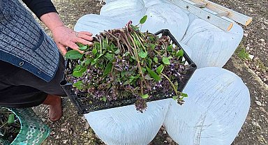 Sinop'ta bahar aylarının lezzeti: Zılbıt pazarlarda ilgi görüyor