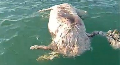 Sinop'ta denizde ölü inek bulundu