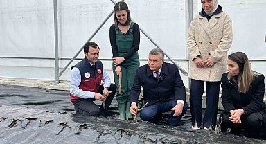 Sinop'ta IPARD desteğiyle kurulan serada ilk gül fidanları toprakla buluştu