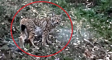 Sinop'ta vaşak görüntülendi