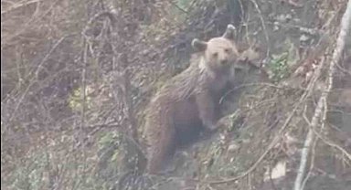 Sinop'ta yavru ayı yolda görüntülendi