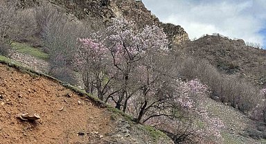Şırnak'ta badem ağaçları çiçek açtı