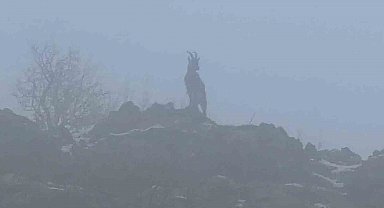 Sisli havada dağ keçileri eşsiz görüntüler oluşturdu