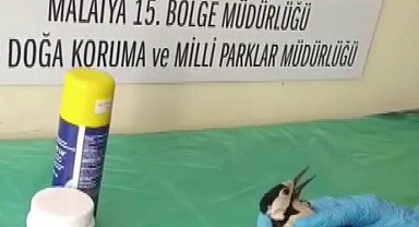 Sivas'ta bitkin halde bulunan ağaçkakan, tedavi edilip doğaya salındı