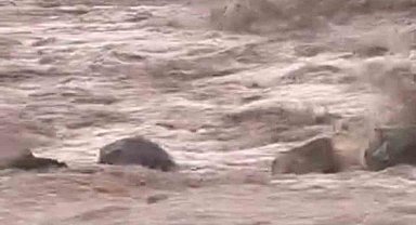 Siverek'te sağanak yağış sele neden oldu