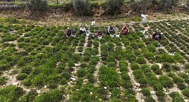 Sofraların vazgeçilmezi zahterde bereketli hasat