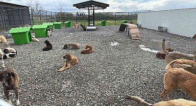 Sokak hayvanları doğal yaşam alanına kavuştu