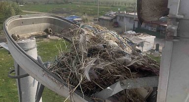 Sokak lambaları kuşlara yuva oldu