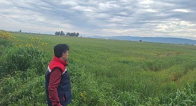 Söke'de hububat ekili araziler denetlendi