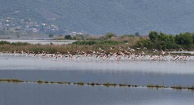 Su altında kalan arazilerde flamingolar görsel şölen oluşturdu