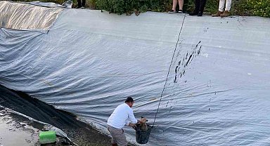 Sulama havuzuna düşen 5 yavru köpeği belediye ekipleri kurtardı