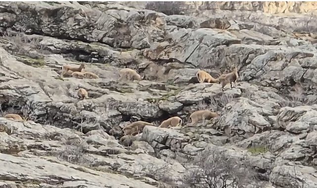 Sümbül Dağı'nda sürü halinde dağ keçisi görüntülendi