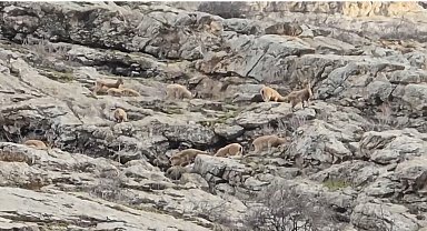 Sümbül Dağı'nda sürü halinde dağ keçisi görüntülendi
