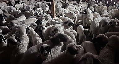 Sürülerde bahar hareketliliği: Kuzular annelerini böyle buldu