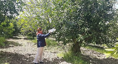 Tarım arazilerinde hastalık ve zararlı mesaisi
