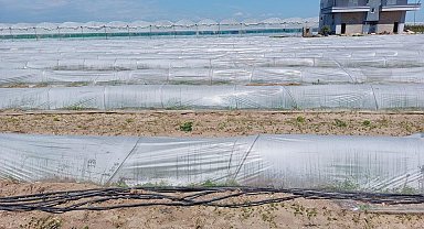 Tarım ve Orman Bakanlığından, bir çiftçinin satamadığı kıvırcıkların koyunlara yem edildiği iddialarına yalanlama