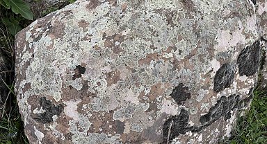 Taşların üzerindeki yosunları kına gibi kullanıyorlar