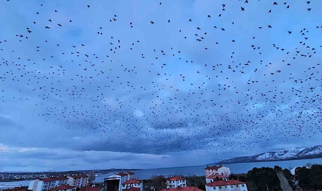 Tatvan'da gökyüzünü kaplayan binlerce kuş görsel şölen sundu