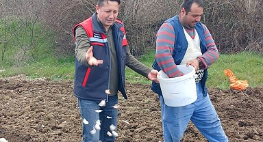 Tavşanlı 'Köprücek Sarımsağı' artık çiftçilere ciddi gelir sağlıyor