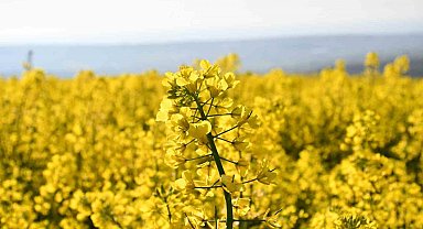 Tekirdağ sarıya büründü: Kanola tarlaları kartpostallık manzaralar oluşturdu