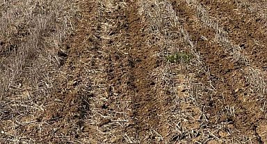 Tekirdağ'da ayçiçeği tohumları anıza ekim yöntemiyle toprakla buluştu