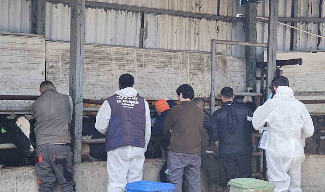 Tekirdağ'da ithal damızlık hayvanlar için sıkı sağlık denetimi
