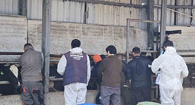 Tekirdağ'da ithal damızlık hayvanlar için sıkı sağlık denetimi