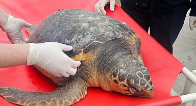Tekirdağ'da ölü bulunan caretta caretta incelemeye alındı