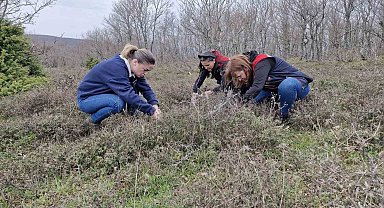 Tekirdağ'da süne zararlısına karşı saha çalışmaları başlatıldı