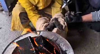 Temizlik işçilerinin dikkati, yavru kedileri ölümden kurtardı