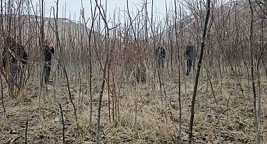 Tescilli Adilcevaz ceviz fidanı satışa sunuldu