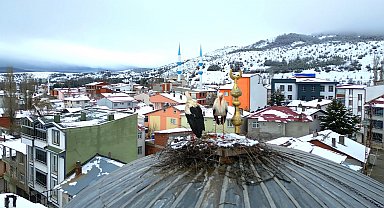 Tokat'ın Başçiftlik ilçesine 25 yıl sonra dönen leylekler, nisan ayında kar altında kaldı