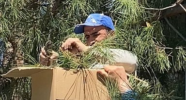 Tokat'ta ağaca oğul veren arıları ekipmansız topladı