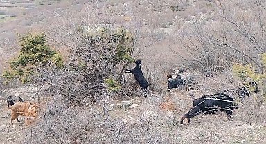 Tokat'ta yaylada kışın ayazında türküleriyle ısınan çoban, baharı da türküyle karşıladı
