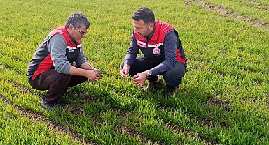 Tomarza'da zirai don uyarısı sonrası saha kontrolleri devam ediyor