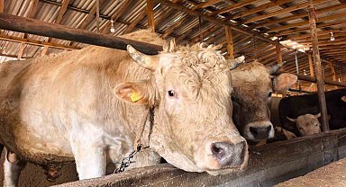 Tonluk 'Paşa' 500 bin lira