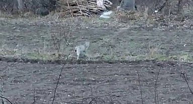 Tortum'da nesli tükenme tehlikesinde olan vaşak görüntülendi