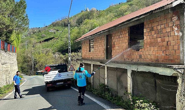 Trabzon'da kokarca ile mücadele sürüyor