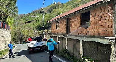 Trabzon'da kokarca ile mücadele sürüyor