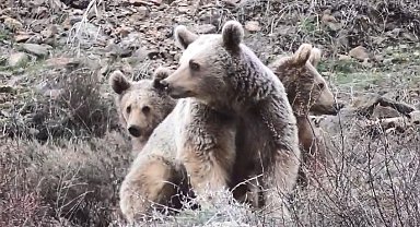 Tunceli'de anne ayı ve yavruları görüntülendi